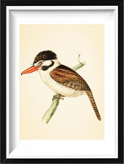 White-ear'd Puff-bird