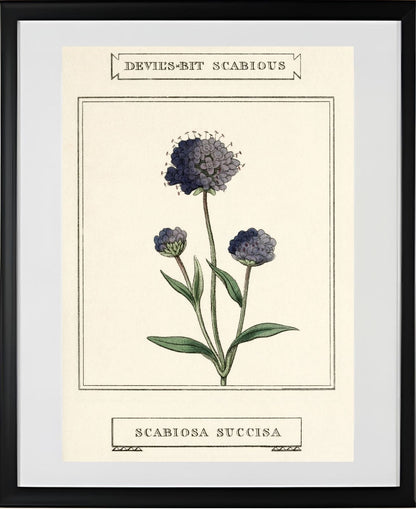 Devil's-Bit Scabious
