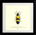 Chrysochroa Lordi