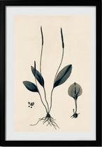 Ophioglossum Ellipticum