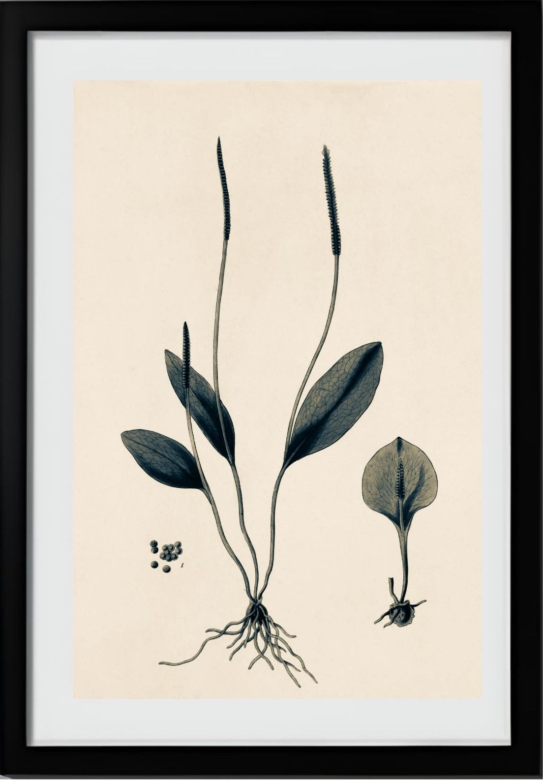 Ophioglossum Ellipticum