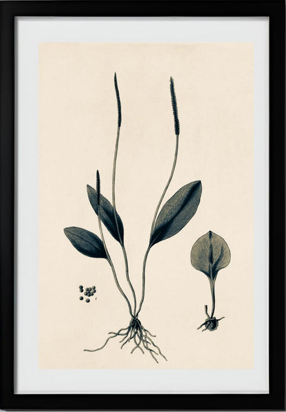 Ophioglossum Ellipticum