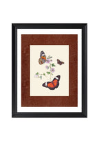 Butterflies 1