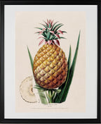 L'Ananas, Pain de Sucre (Bromelia)