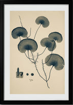 Trichomanes Reniforme
