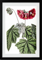 Umbel-flowered Mallow