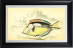 Yellow-Bellied Acanthurus