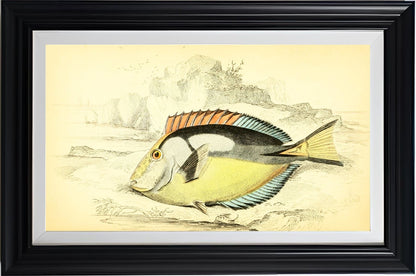Yellow-Bellied Acanthurus