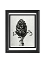 Petasites Officinalis (Butterbur)