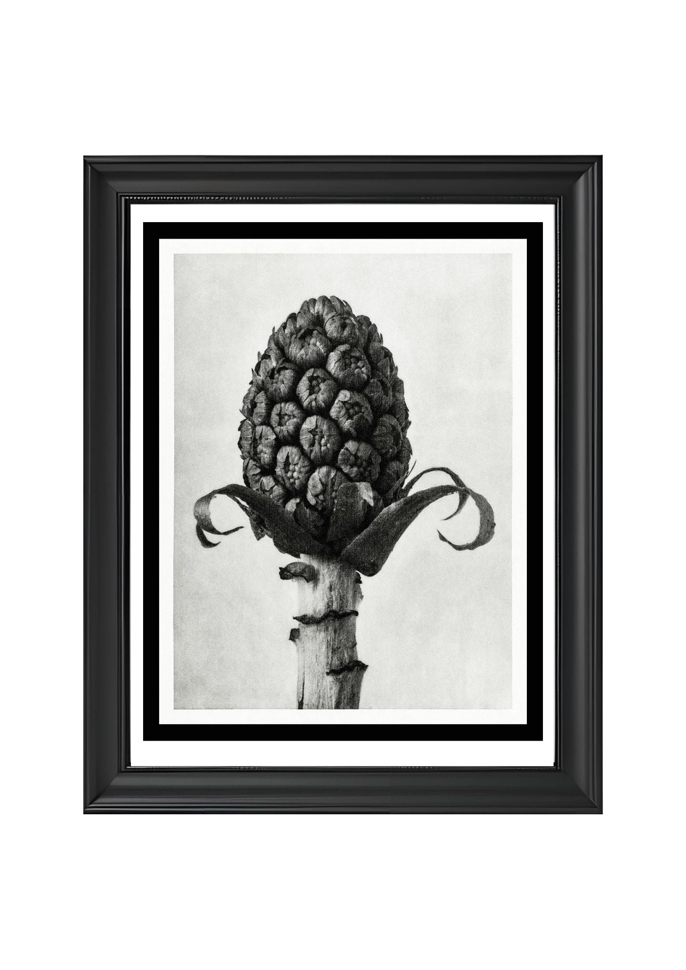Petasites Officinalis (Butterbur)