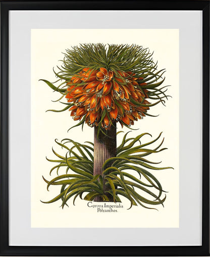 Multiflorous crown-imperial fritillary