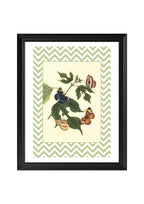 Papilio Erymanthis and Papilio Orythia