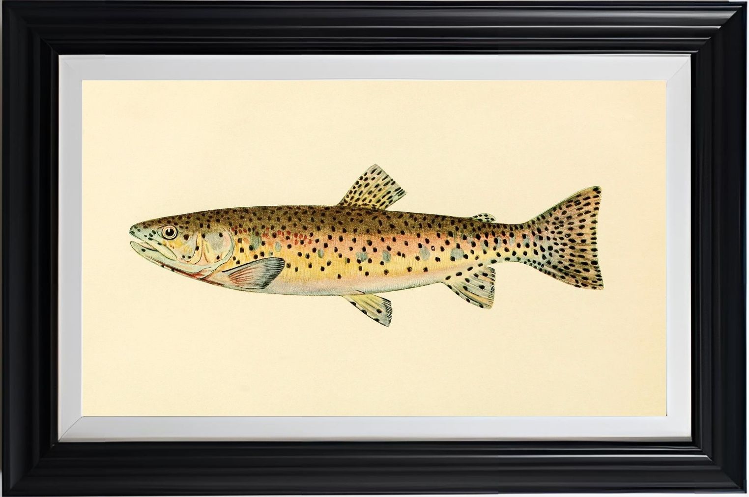 The Red Throat Trout (Adult Male) Salmo-Clarkii