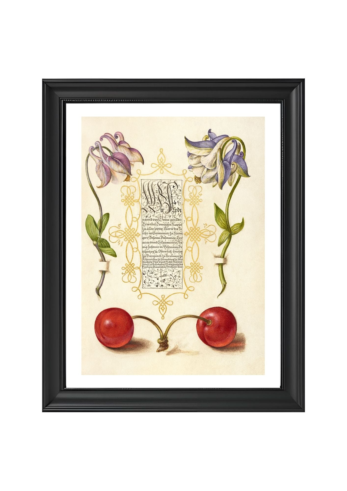 European Columbines and Sweet Cherry