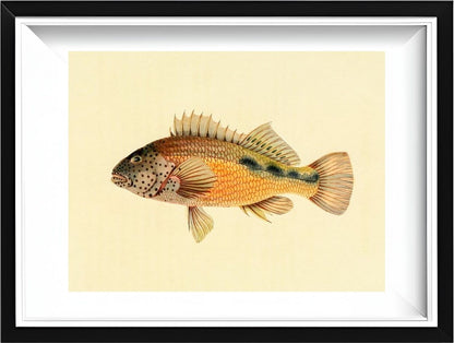 Gerranus Tankervillae