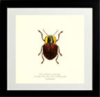 Doryphora Porosa