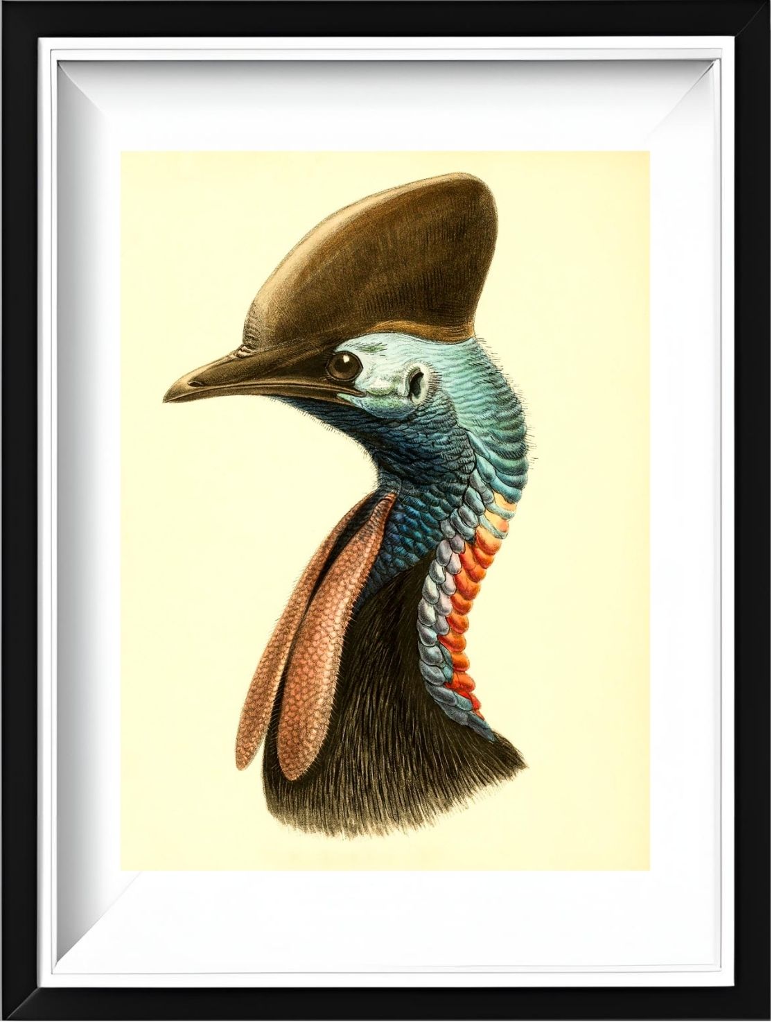 Casuarius Casuarius Australis