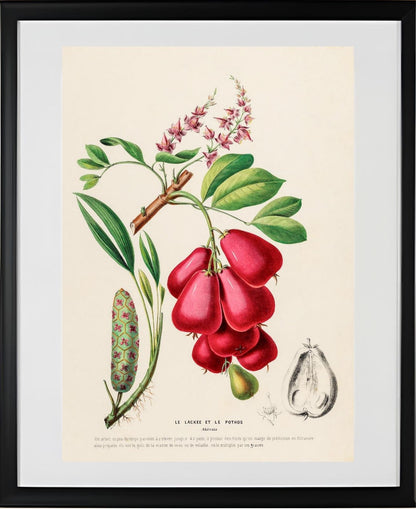 Le Lackee et le Pothos (Akeesia)