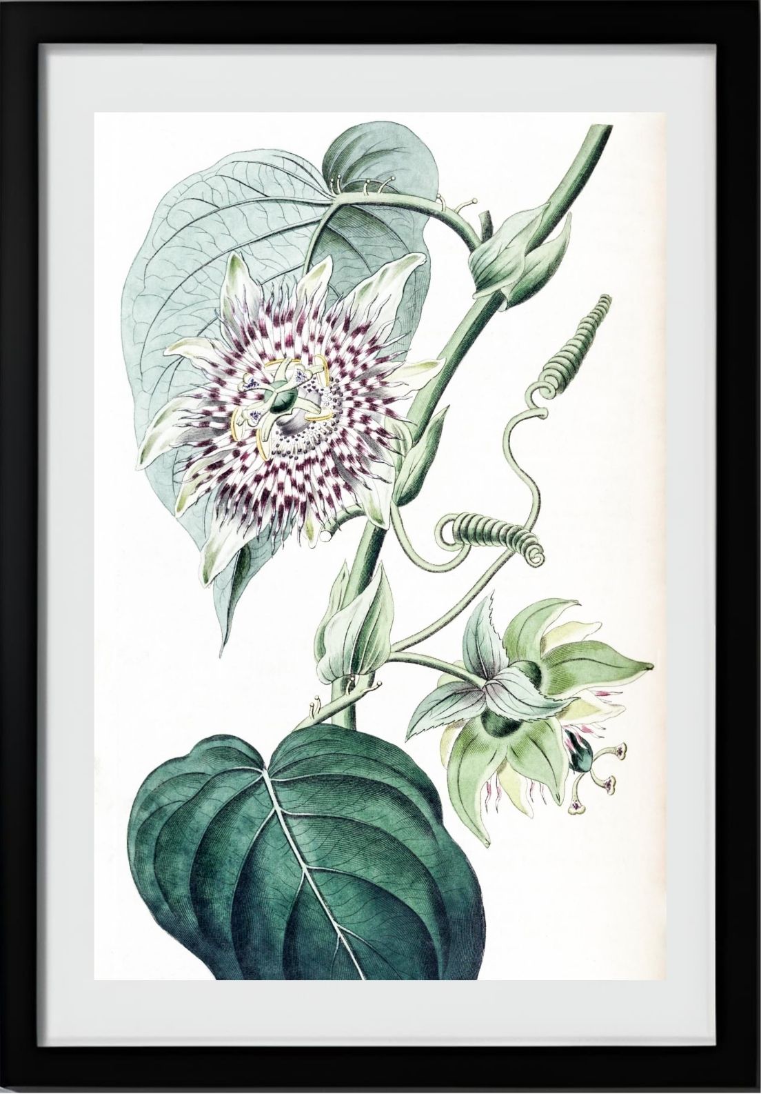 Strapped Passion-flower
