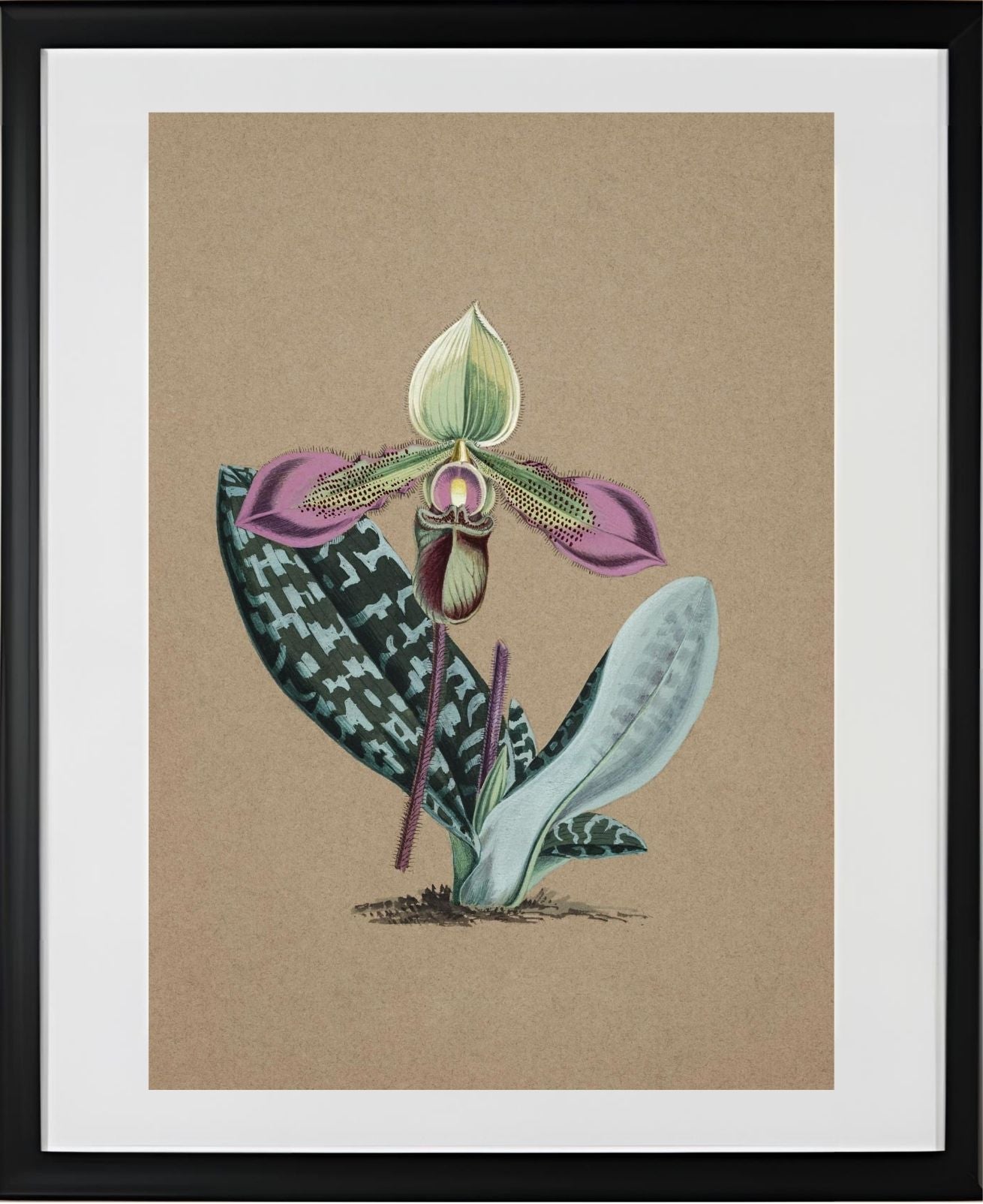 Cypripedium Hookerae