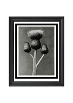Cirsium Canum (Queen Anne Thistle)