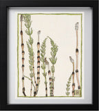 Horsetail