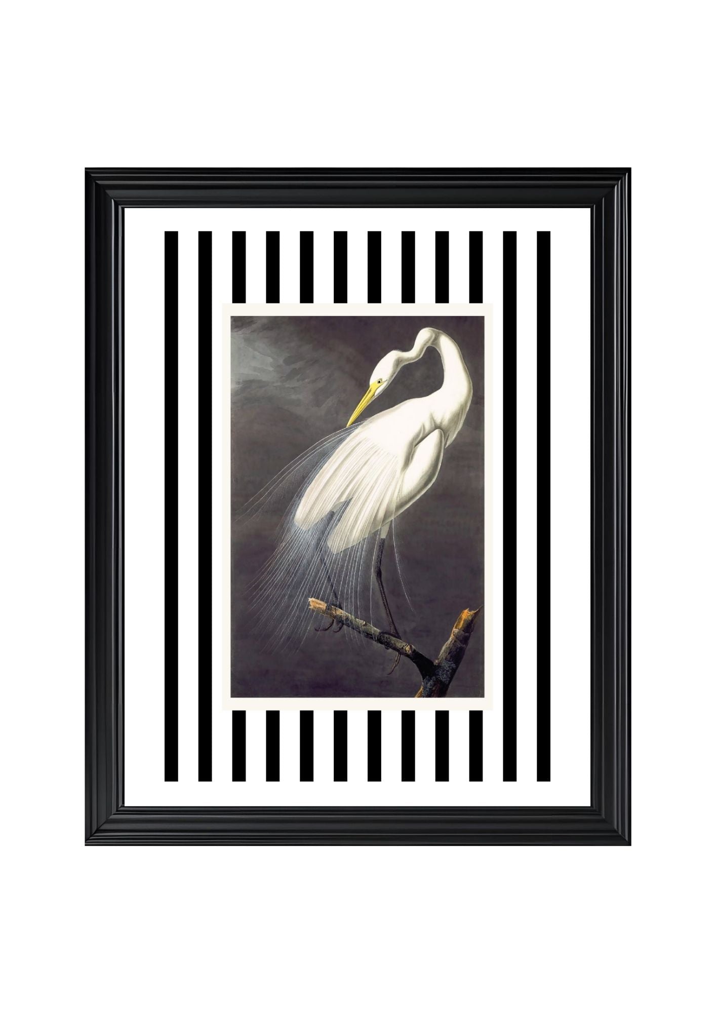 Great White Egret