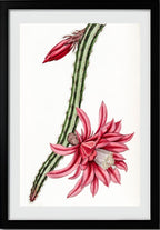 Crimson Creeping Cereus