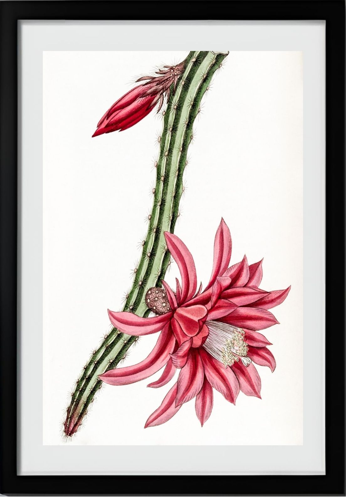 Crimson Creeping Cereus