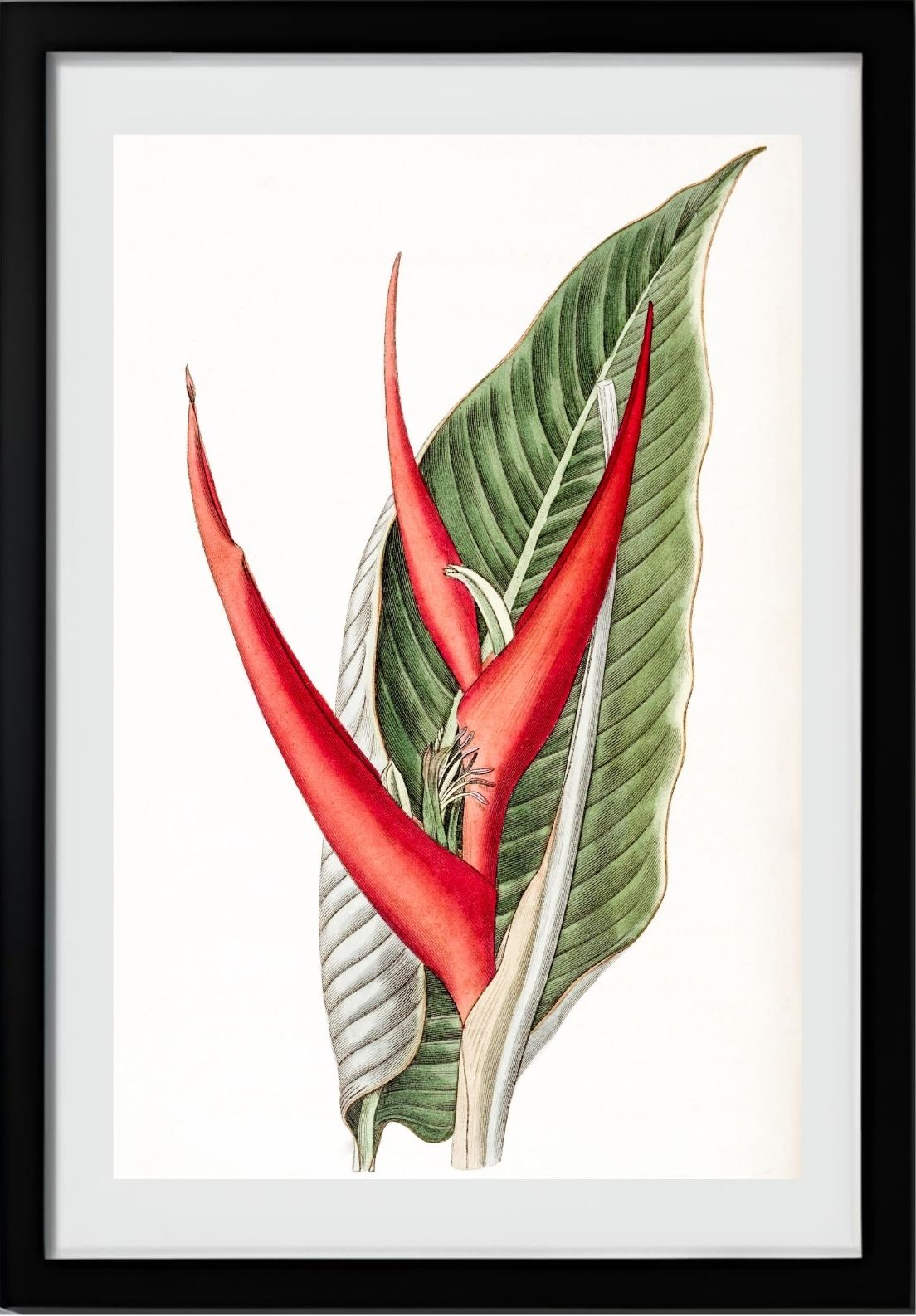 Powdered Heliconia