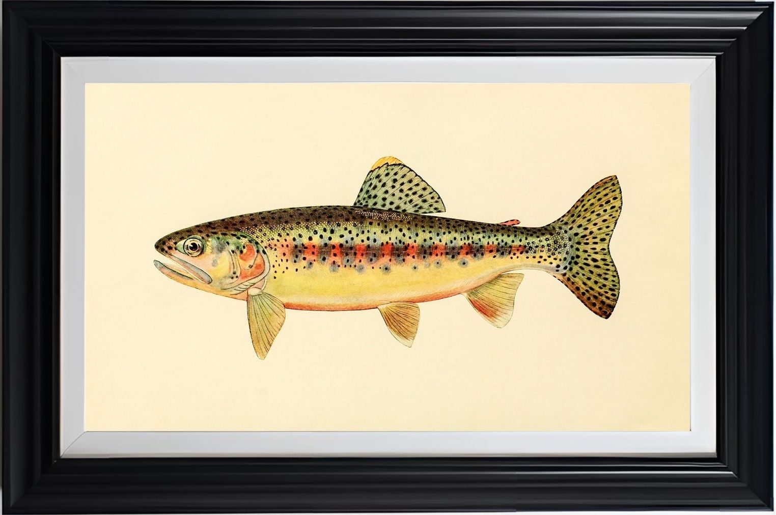 The Golden Trout of Soda Creek, California (Adult Male) Salmo-Gilberti-Whitei