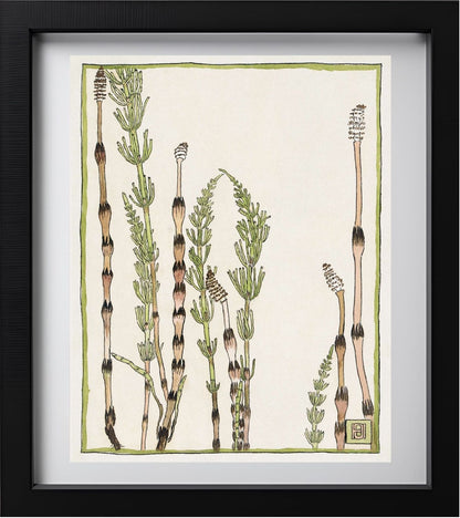 Horsetail
