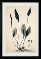 Ceterach Pedunculata
