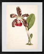 Cattleya Schilleriana (Brasilien)