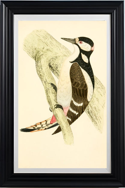 Great Spotted Woodpecker