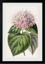 Fragrant Clerodendron
