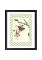 Papilio Crino