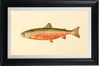 The Sunapee Trout (Adult Male) Salvelinus-Aureolus