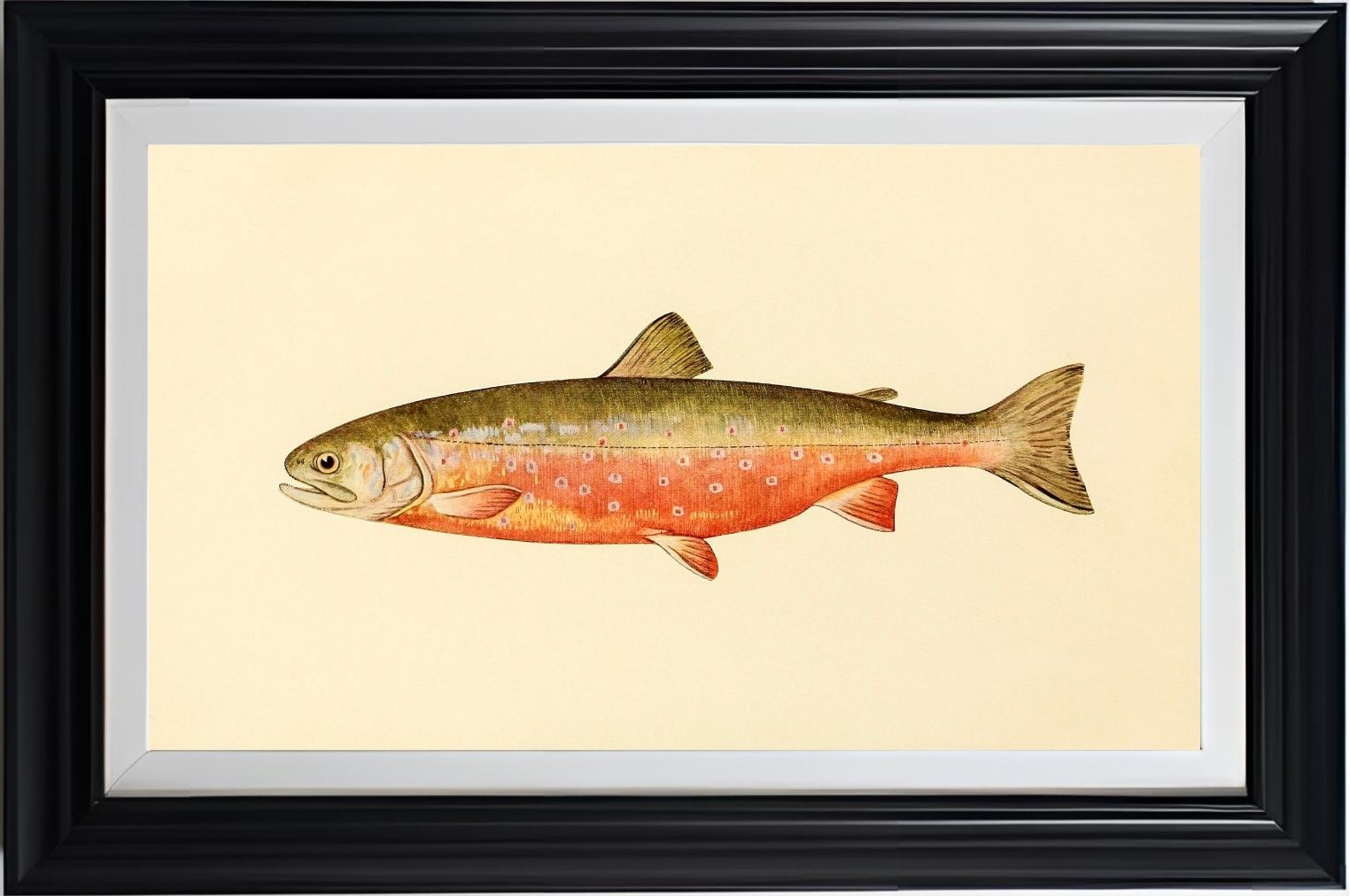 The Sunapee Trout (Adult Male) Salvelinus-Aureolus