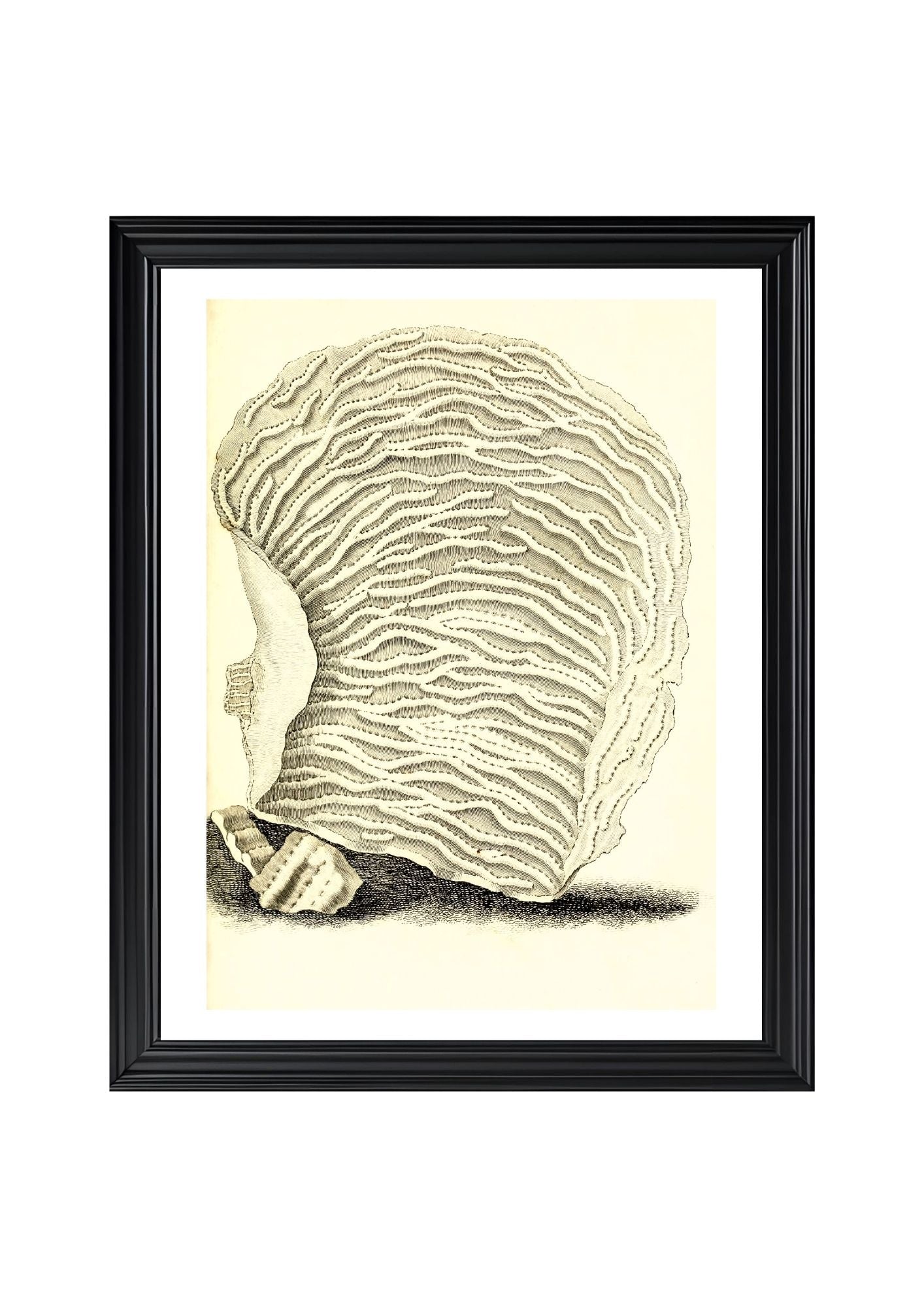 Agaricia undata