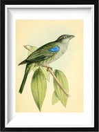 Bishop Tanager