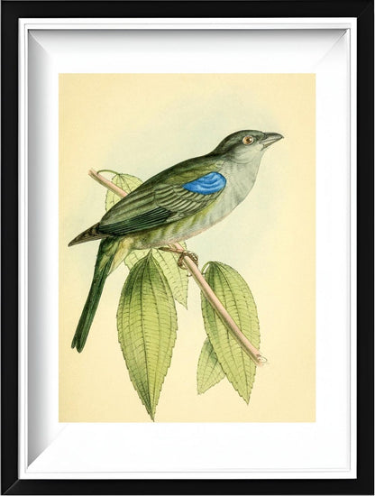 Bishop Tanager