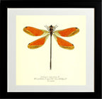 Euthore Mirabilis (male)