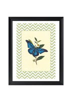 Papilio Menelaus