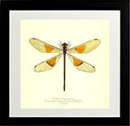 Euthore Mirabilis (female)