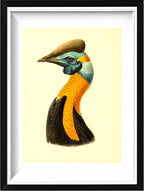 Casuarius Uniappendiculatus Aurantiacus