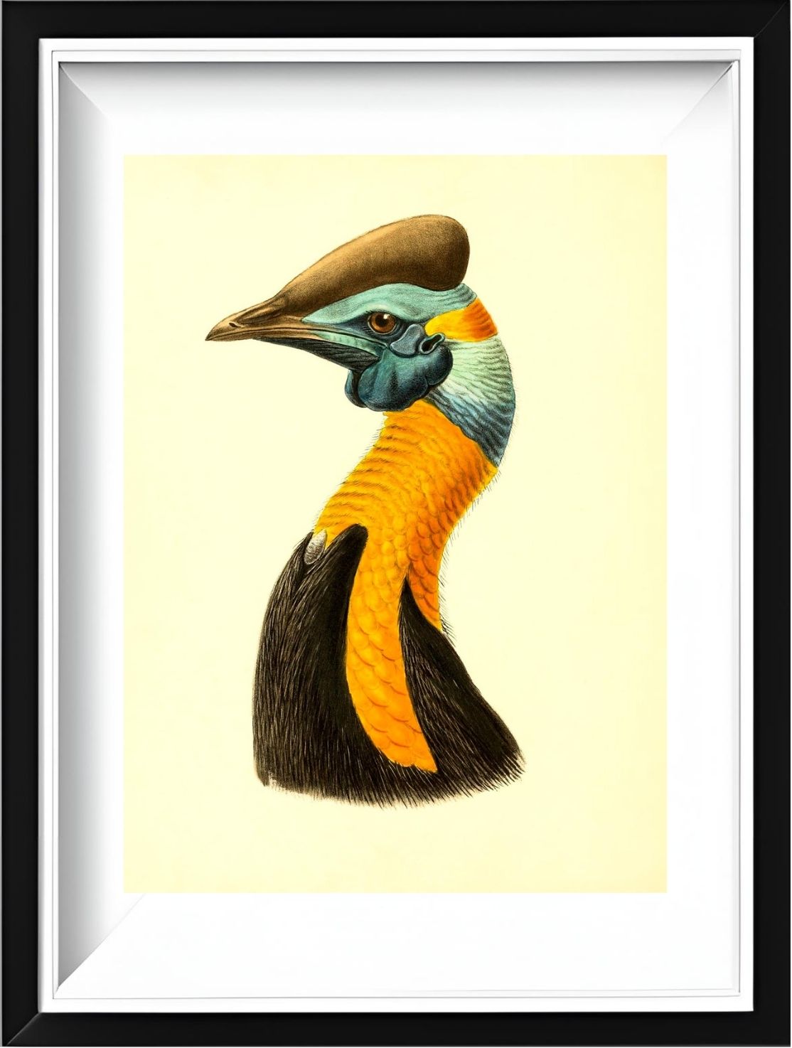 Casuarius Uniappendiculatus Aurantiacus