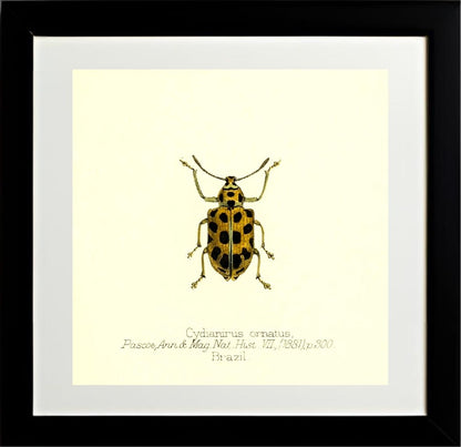 Cydianirus Ornatus