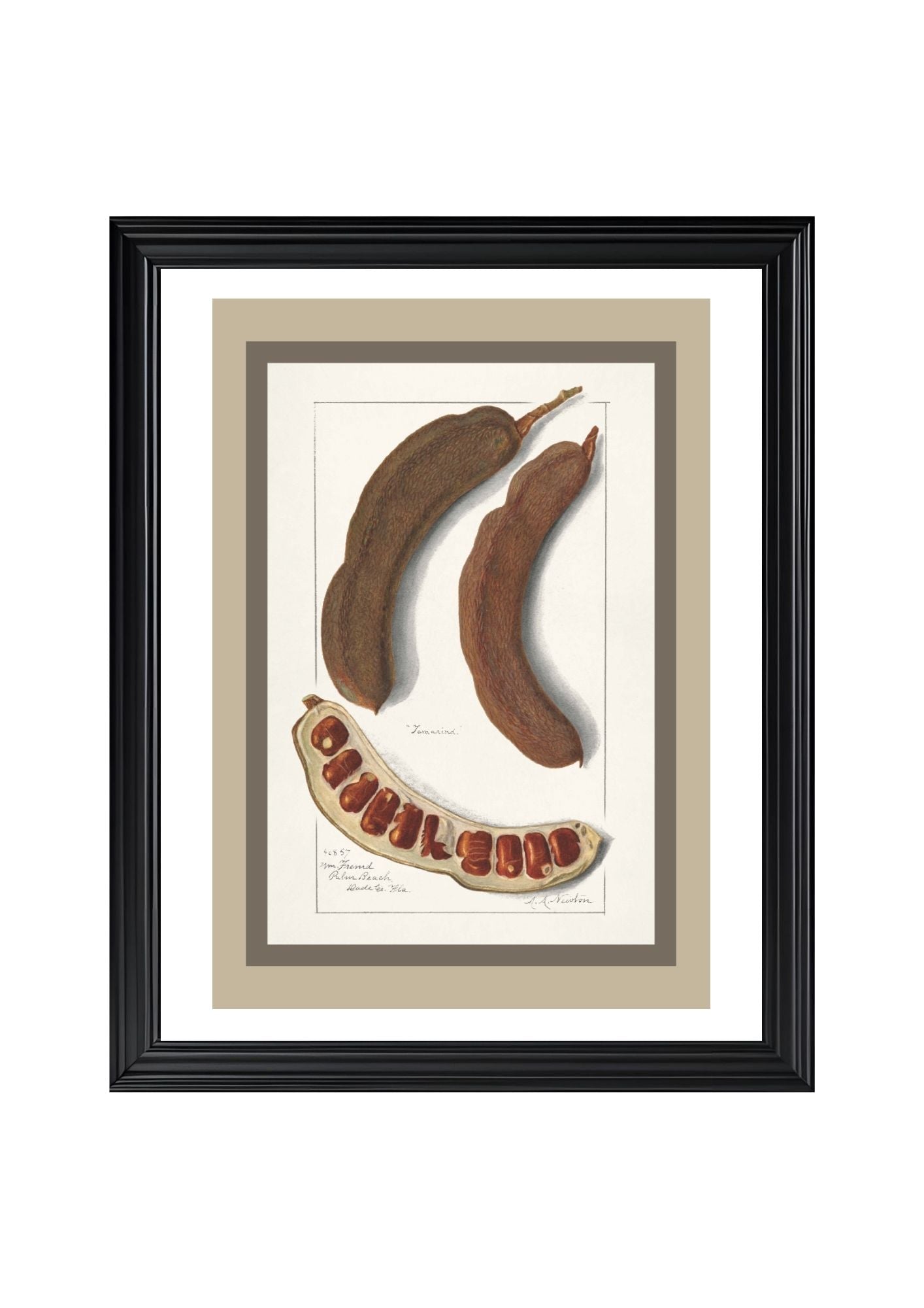 Indian Tamarind