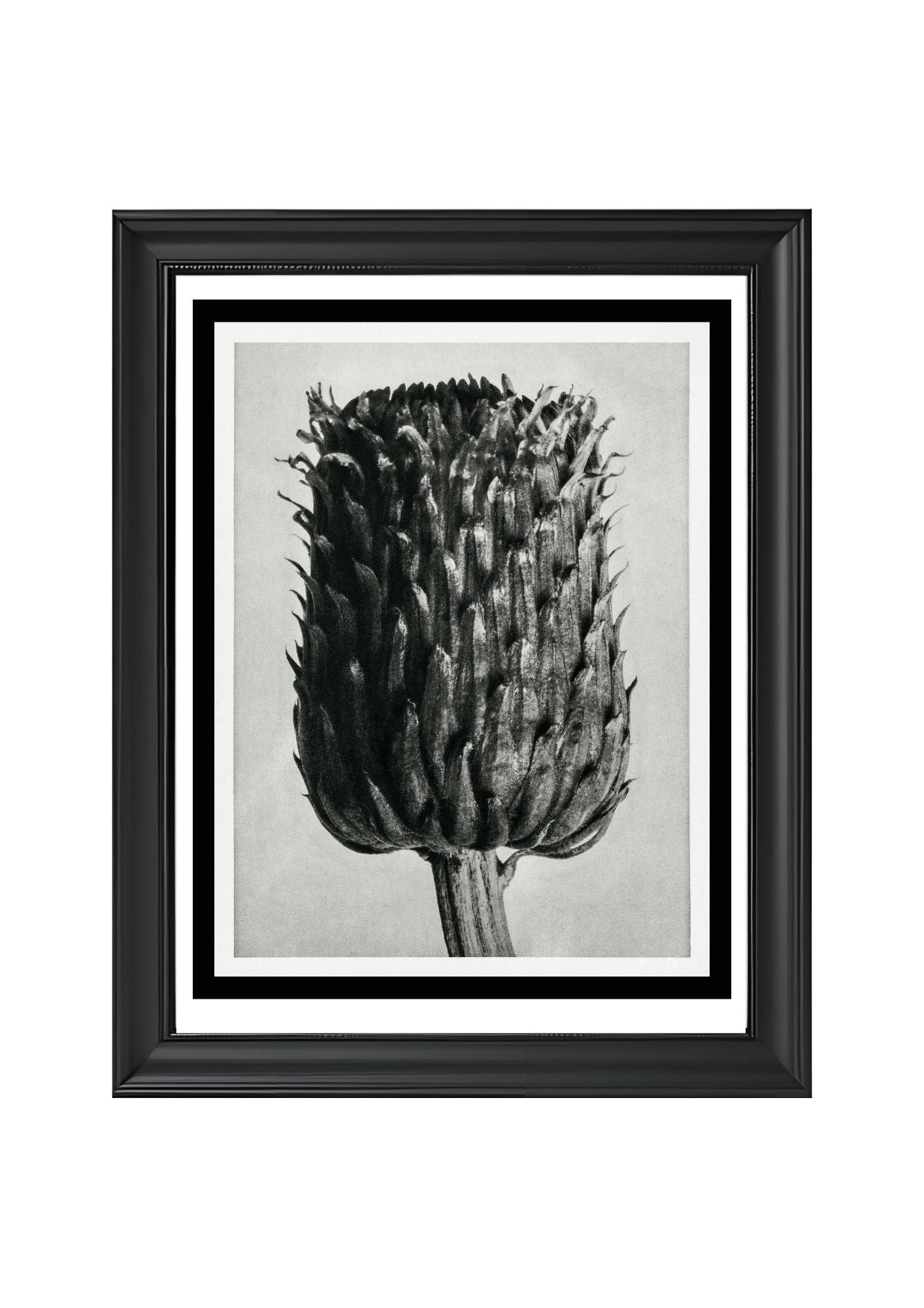 Cirsium Canum (Thistle) Flower Head